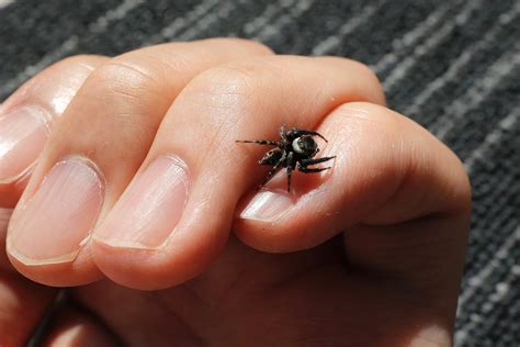 家蜘蛛|家にいる蜘蛛（クモ）の種類～大きい・小さい・黒や茶色のくも。